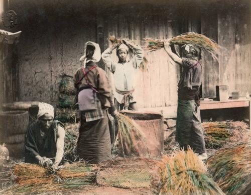 1048 Threshing Wheat