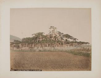 1095 Large Pine Tree at Karasaki