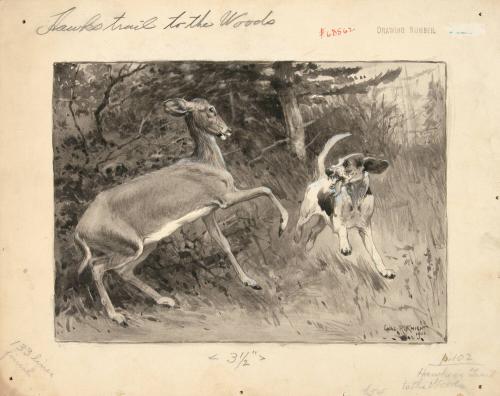 Dog Attacking Deer in Woods