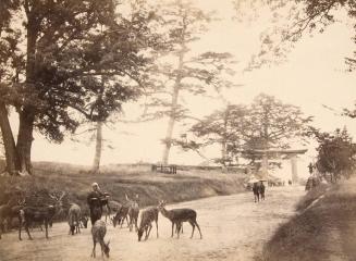 [Feeding Deer at a Shinto Shrine]