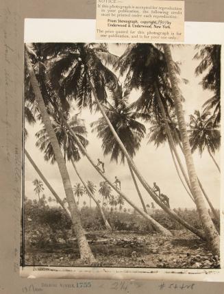 Cocoanut Palms near Aguadilla, Porto Rico--as the tree is bent the boy is inclined