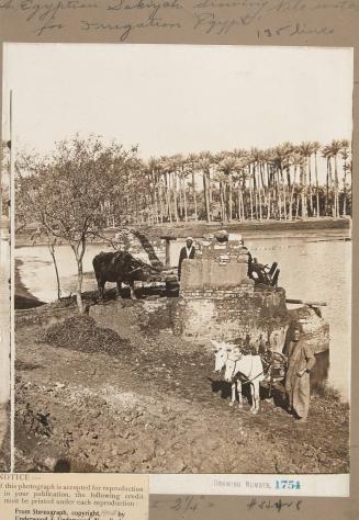 Egyptian Sakiyen drawing water from the Nile for irrigation