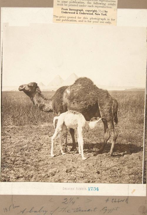 A Baby of the Desert (camel nursing young)