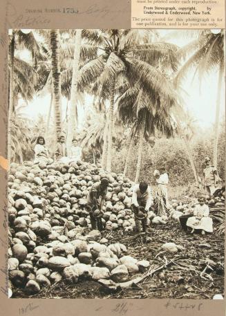 Husking the crop in a coconut forest near Mayaguez, Puerto Rico, children husking coconuts;