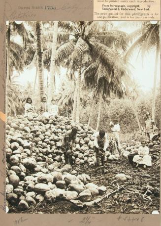Husking the crop in a cocoanut forest near Mayaguez, Porto Rico