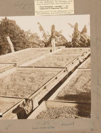 Drying coffee in the rich coffee district of Puerto Rico