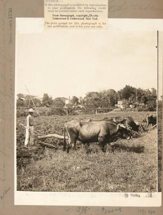 Cuban farmer with his stick plows and oven, Province of Havanna