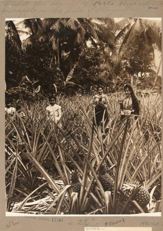 Amidst the charms of Puerto Rico delicious pineapple in the fields of Mayaguez, women on a pineapple farm