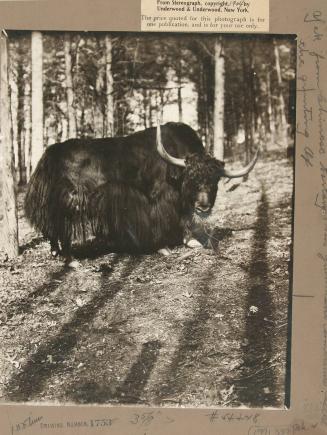 Yak from Chinese tartary - sometimes called the grunting ox
