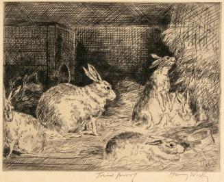 Rabbits