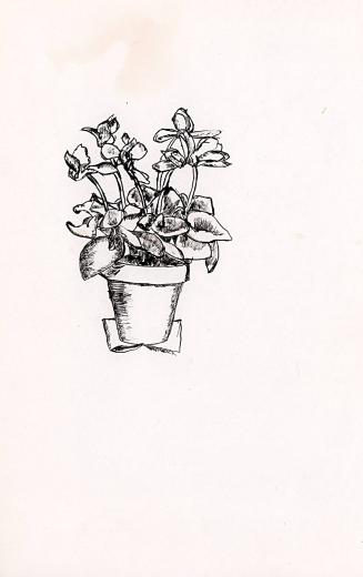 Potted Plant