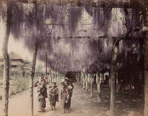 Children under Wisteria