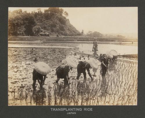 Transplanting Rice, Japan