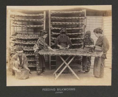 Feeding Silkworms