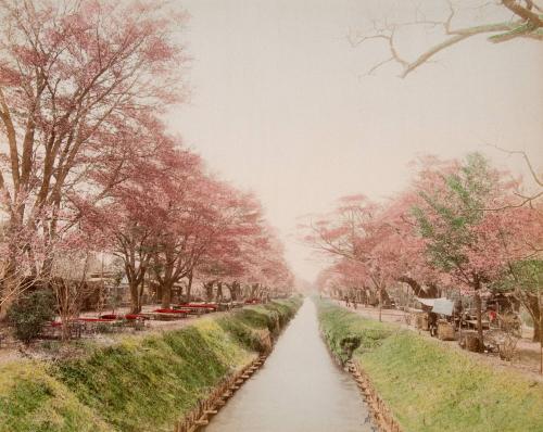 Cherry Blossoms, Tokyo