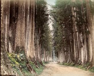 Nikko, Kaido