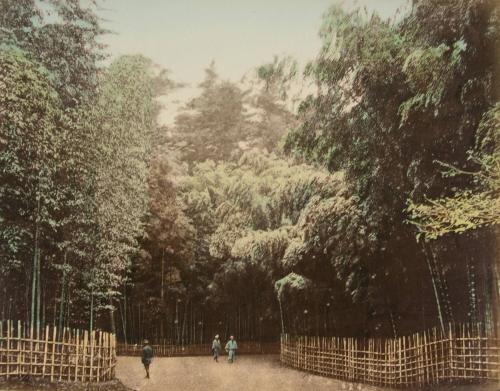 View of Tokio Castle wall and lotus