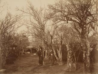 People on a tree lined road