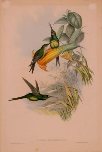 Eugenia imperatrix (Empress Hummingbird)