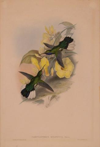 Campyloptercus Engsipennis, Swains