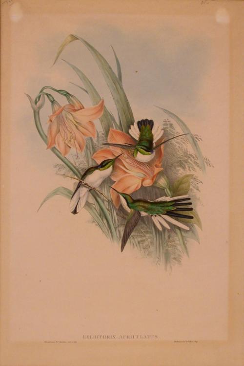 John Gould