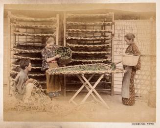 Feeding Silk Worms