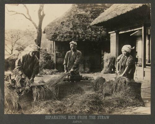 Separating rice from the straw, Japan