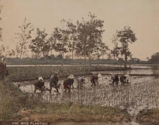 Rice Planting