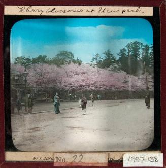Cherry Blossoms at Ueno Park