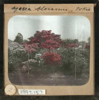 Azaria (azalea) Blossoms, Tokio