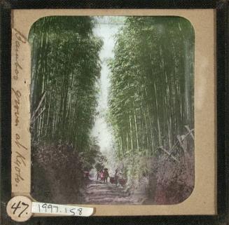 Bamboo Groves at Kyoto