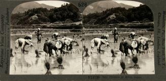 Rice Planters at Work, Japan