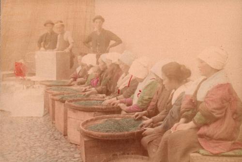 Sorting tea leaves