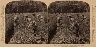 16. Picking the Famous Uji Tea Near Tokyo, Japan