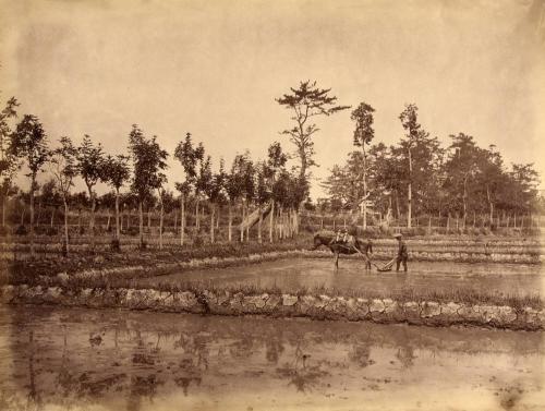 Preparing a Rice Field