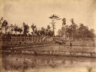 Preparing a Rice Field