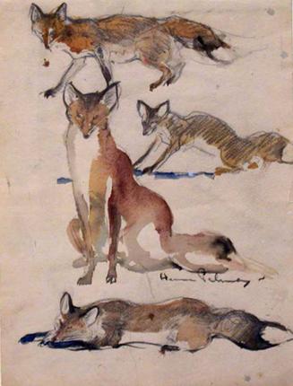 [Sketches of a fox]