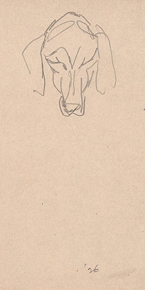 [dog study, head of hound dog]