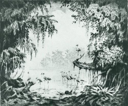 The Amazon