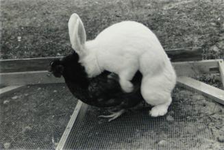 Rabbit and Hen, 1971	
