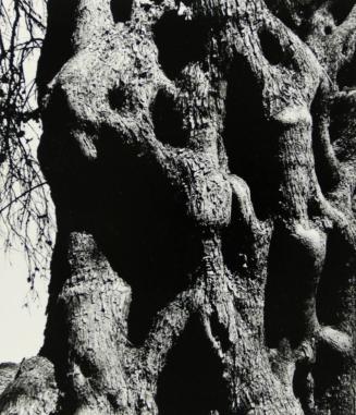 Olive Tree, Corfu 119, 1970	