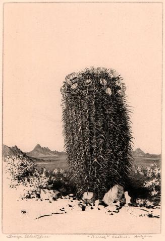 " Barrel " Cactus - Arizona