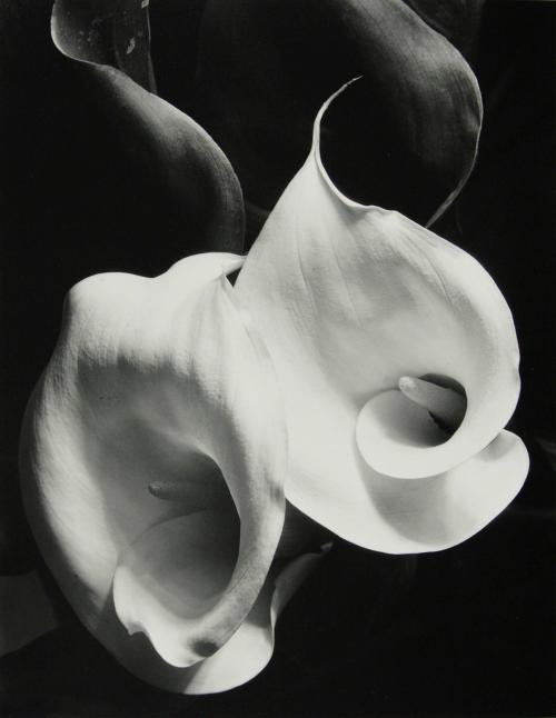 Two Callas