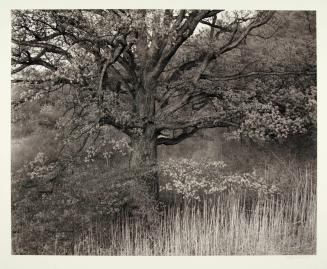 Oak Tree, Holmdel, N.J.