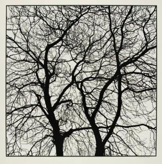 Tree #21, New York, 1965