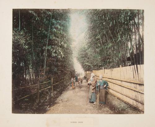 238. Bamboo Grove