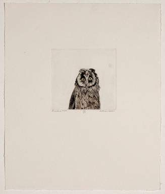 Brucher’s Owl