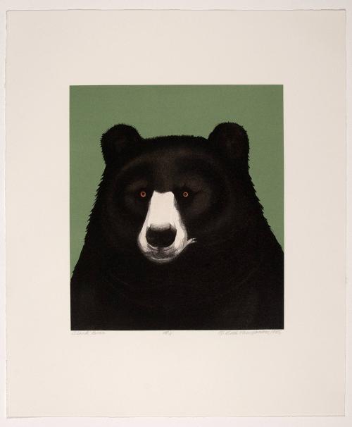 Black Bear