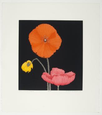 Three Iceland Poppies (4th State)