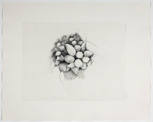 Radishes